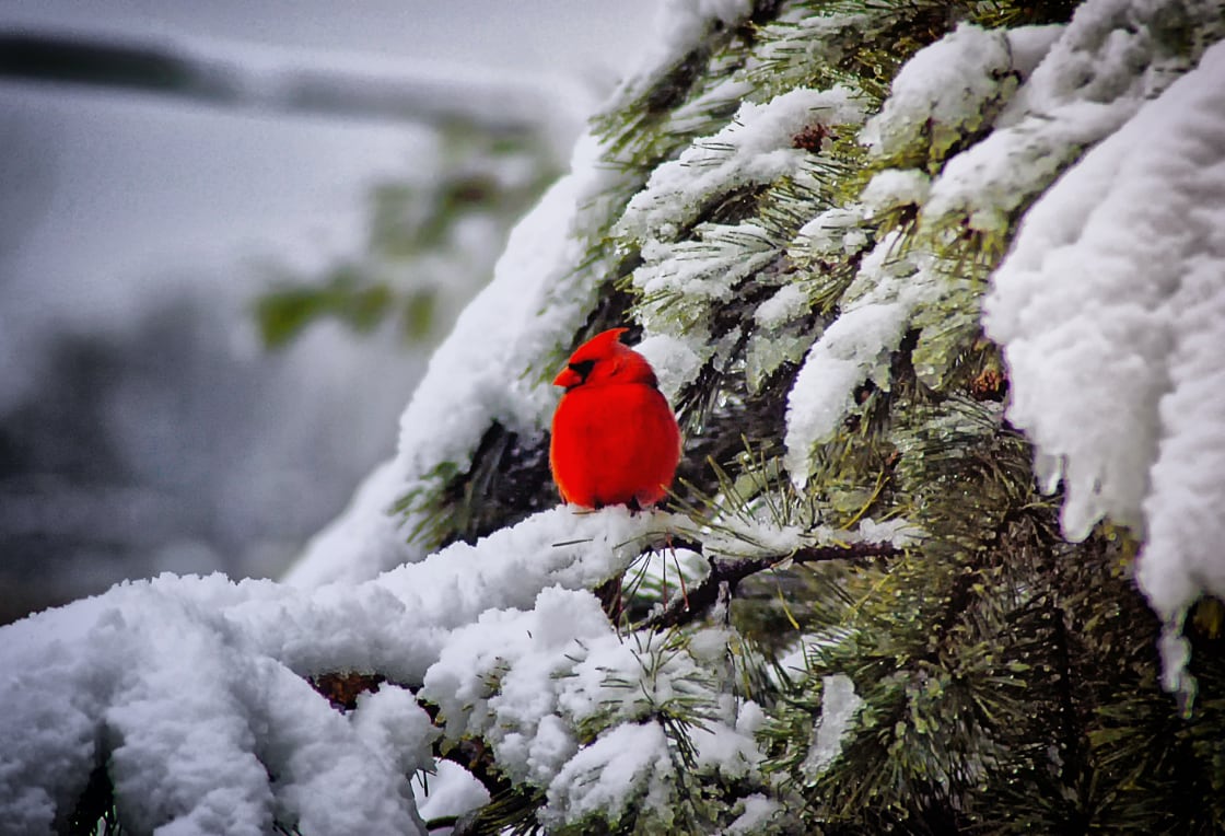 Cardinal Image